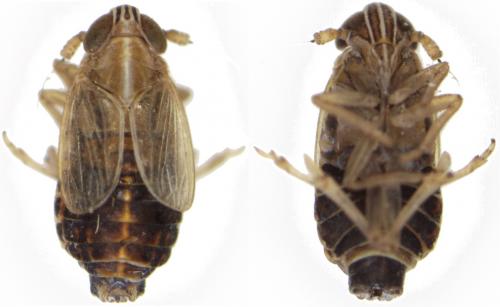 Réf. 200 855 : Ribautodelphax imitans